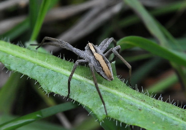 Pisaura mirabilis